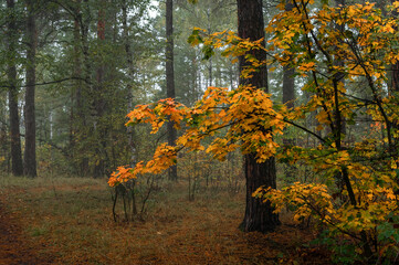 Autumn forest. Walk in nature. Tourism in the forest area.