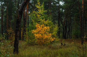 Obraz premium Autumn forest. Walk in nature. Tourism in the forest area.