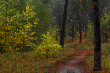 Obraz premium Autumn forest. Walk in nature. Tourism in the forest area.
