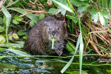 Arvicola d'acqua italiana (Arvicola italicus)