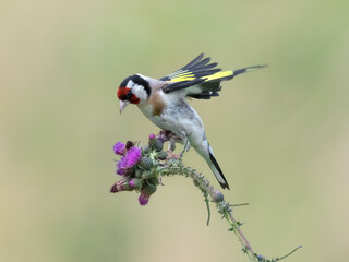 Cardellino (Carduelis carduelis)