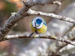 Cinciarella (Cyanistes caeruleus)