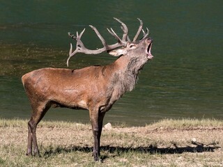 Bramito del cervo (Cervus elaphus)