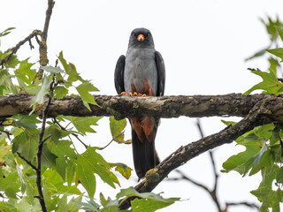 Falco cuculo (Falco vespertinus)