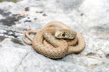 Colubro lacertino (Malpolon monspessulanus)
