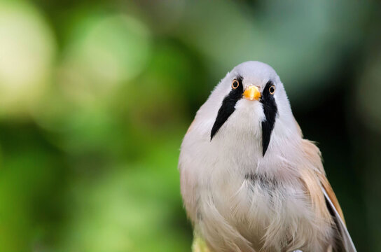 Basettino (Panurus biarmicus)