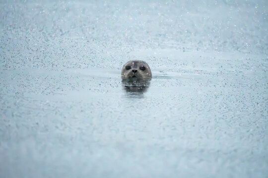 Foca dagli anelli (Pusa hispida)