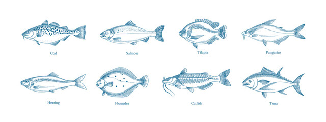 Naklejka na ściany i meble Hand drawn sketch fish animals set. Vector isolated vintage illustration