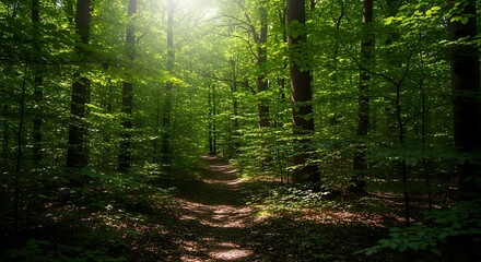 Obraz premium Sunlit path winding through a vibrant, lush green forest, offering a serene escape into nature's tranquil depths and inviting peaceful exploration