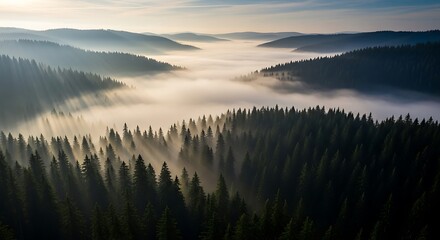 Breathtaking aerial landscape of an ancient pine forest blanketed in ethereal morning mist, as golden sunbeams illuminate the tranquil valleys below at dawn