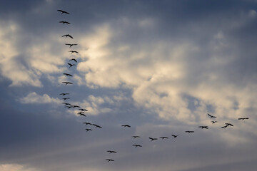 Silhouettes of a flock of African sacred ibis (Threskiornis aethiopicus) flying in curved formation against a moody, cloudy sky at dusk. Cape Town, Western Cape, South Africa. Wildlife in flight.