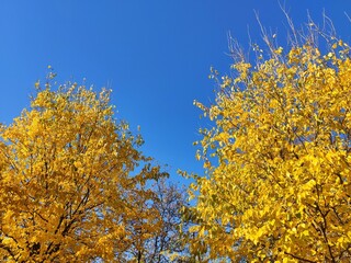 Autumn trees in the park
