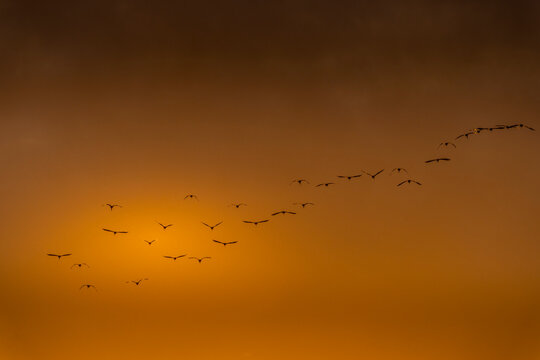 Silhouettes of a flock of African sacred ibis (Threskiornis aethiopicus) flying in curved formation against a moody, cloudy sky at dusk. Cape Town, Western Cape, South Africa. Wildlife in flight.