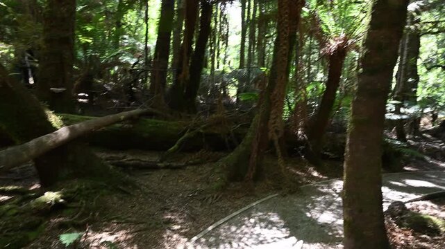 virgin rain forest at trowutta arch along the sumac road in Tasmania, a popular travel destination in Australia.
