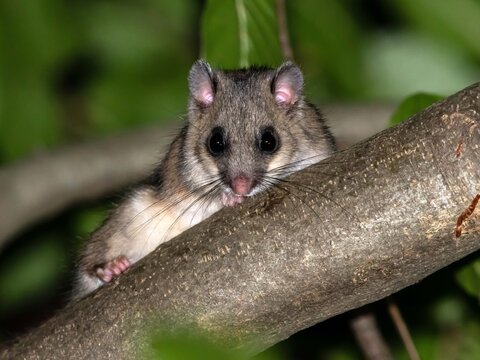 Ghiro (Glis glis)