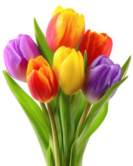 Obraz premium rainbow tulips