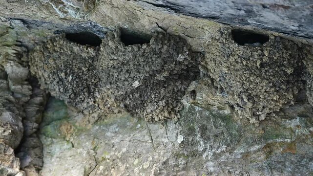 Mehlschwalbe // Western house martin (Delichon urbicum) an Natur-Nest in einer Felswand