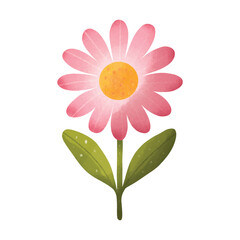 Pink Daisy Blooming Garden Flower
