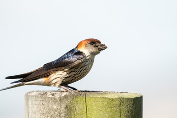 Greater Striped Swallow bird (Cecropis cucullata) close up
with mud in its beak side on or in profile concept nest building or breeding in Cape Town, South Africa