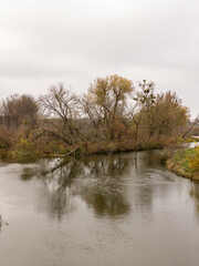 A body of water with trees in the background