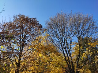 Fototapeta premium autumn trees in the park