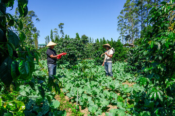Authentic Farmers Cultivating Crop in Lush Green Field Under Bright Blue Sky