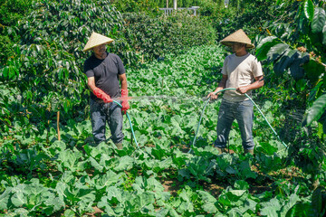 Hardworking Farmers Watering Lush Green Crops in Vibrant Field