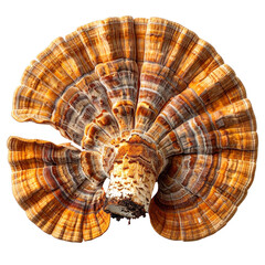 Obraz premium A close-up view of a bracket fungus with concentric bands of warm orange and brown, clipart, isolated on a transparent background.