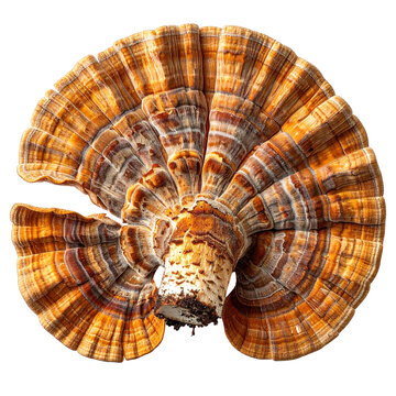 A close-up view of a bracket fungus with concentric bands of warm orange and brown, clipart, isolated on a transparent background.