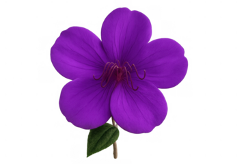 Vibrant purple flower blossoming with green leaf, isolated on transparent background, symbolizing beauty and nature