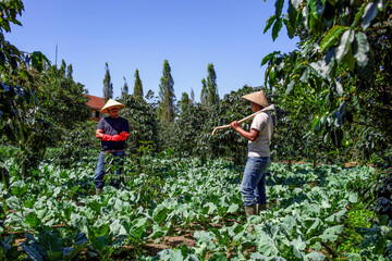 Two Farmers Work Hard in Their Fresh Vegetable Field Growing Fresh Organic Produce
