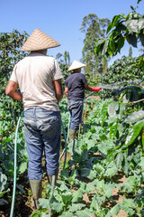 Two Farmers in Traditional Mats Watering Crops Cultivating Sustainable Agriculture in Bright Sunshine