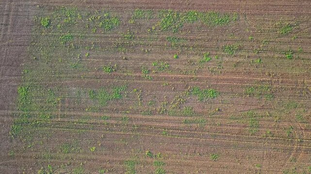 Tilled field in Hemingfield, Barnsley, showing uneven vegetation growth, soil rows, and geometric land division as the drone ascends during sunset, top down drone ascending.