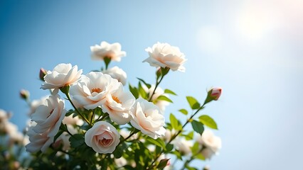 White bush roses in full bloom against a clear blue sky, embodying the freshness and beauty of spring.