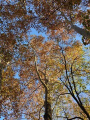 Autumn trees in the park