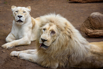 Naklejka premium A Leo couple enjoys intimacy.