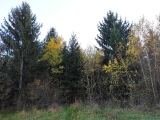 forest in autumn