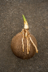 Coconut Sprouting: Symbol of New Life and Tropical Growth on a Textured Ground, Ready for Planting or as a Natural Decorative Element.