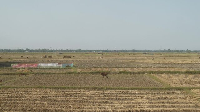 Agricultural land and harvesting along the West Bengal Bangladesh border, Wide shot