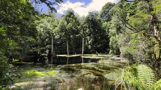 virgin rain forest at trowutta arch along the sumac road in Tasmania, a popular travel destination in Australia.