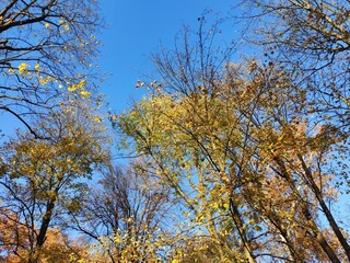 autumn tree in the park