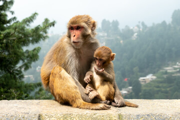 Fototapeta premium Monkey mother with baby in Murree/Pakistan