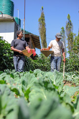 Farmers Tending Lush Cabbage Field With Sustainable Practices on Vibrant Sunny Say