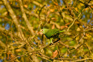 Vibrant Yellow-headed Amazon parrot (Amazona oratrix) perched on a tree branch in golden autumn light in Stuttgart Germany