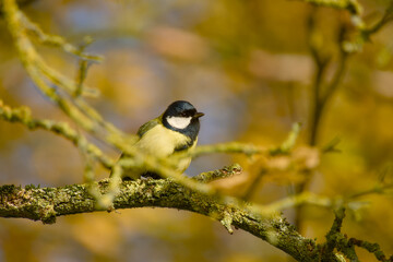 Close-up of a great tit (Parus major) perched on a mossy branch surrounded by golden autumn leaves