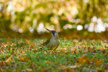 Green woodpecker (Picus viridis) standing on dewy grass, surrounded by soft golden autumn light