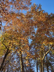 autumn trees in the park