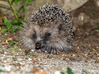 Riccio (Erinaceus europaeus) © Jessica Peruzzo