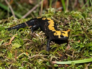 Ssalamandra di Aurora (Salamandra atra aurorae)