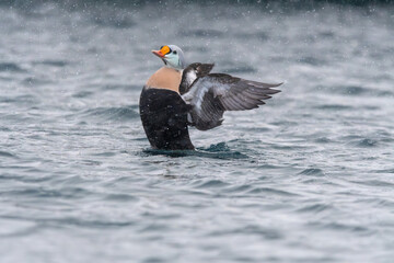 Re degli edredoni (Somateria spectabilis)